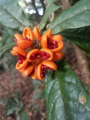 Pittosporum rubiginosum