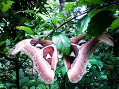 Attacus taprobanis