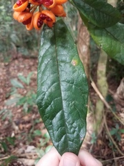 Pittosporum rubiginosum