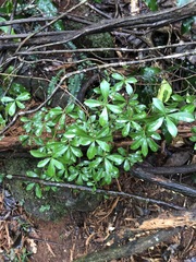Psychotria daphnoides