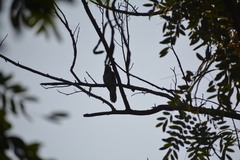 Cacomantis passerinus