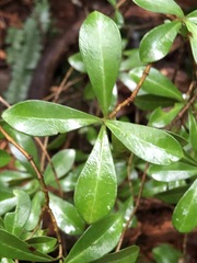 Psychotria daphnoides