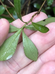 Psychotria daphnoides