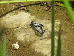 Orthetrum albistylum speciosum