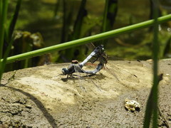 Orthetrum albistylum speciosum