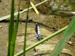 Orthetrum albistylum speciosum