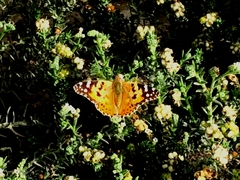 Vanessa cardui