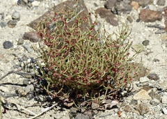 Eriogonum nidularium