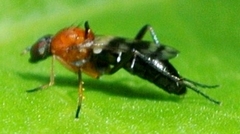 Acraspisa