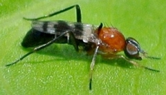 Acraspisa