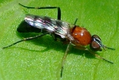 Acraspisa