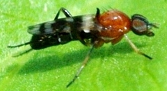 Acraspisa