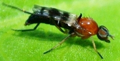 Acraspisa