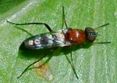 Acraspisa