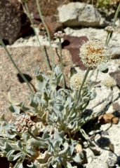 Eriogonum diatomaceum