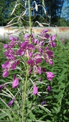 Chamaenerion angustifolium