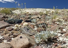 Eriogonum diatomaceum