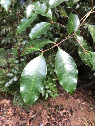Rose Satinash (Syzygium crebrinerve) · iNaturalist