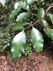 Syzygium crebrinerve