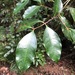 Syzygium crebrinerve - Photo (c) Greg Tasney, algunos derechos reservados (CC BY-SA), subido por Greg Tasney