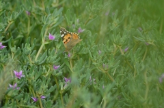 Vanessa cardui