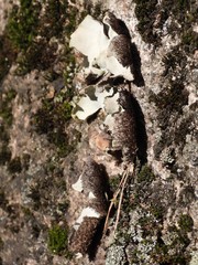 Umbilicaria hirsuta