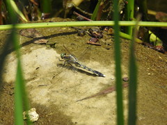 Orthetrum albistylum speciosum