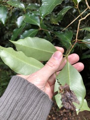 Syzygium crebrinerve