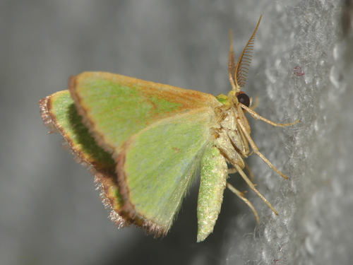 Eucrostes indigenata