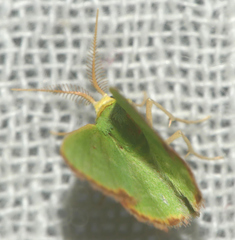 Eucrostes indigenata