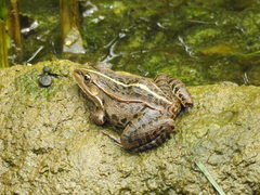 Pelophylax nigromaculatus