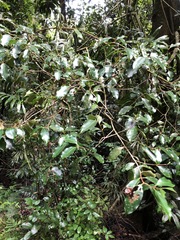 Syzygium crebrinerve