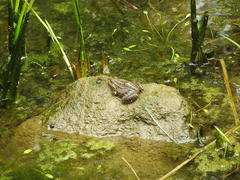 Pelophylax nigromaculatus