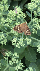 Pararge aegeria