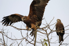 Milvus migrans