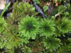 Mniodendron comosum