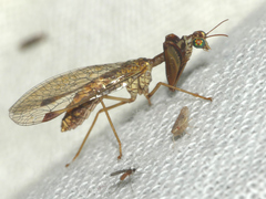 Mantispa styriaca