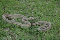 Elaphe quatuorlineata