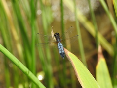 Lyriothemis pachygastra