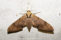 Ambulyx substrigilis