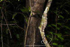 Cyrtodactylus intermedius