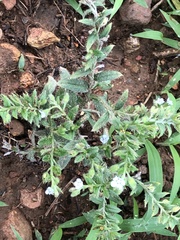 Bothriospermum secundum