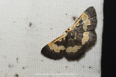 Peratophyga flavomaculata