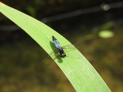 Lyriothemis pachygastra