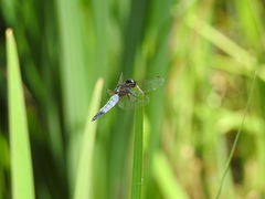 Lyriothemis pachygastra