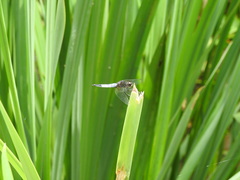 Lyriothemis pachygastra