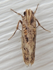 Acrolophus popeanella