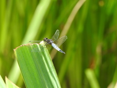Lyriothemis pachygastra