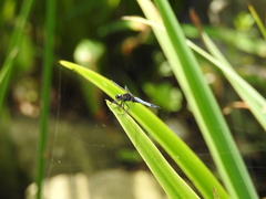 Lyriothemis pachygastra