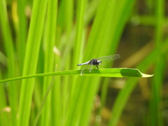 Lyriothemis pachygastra